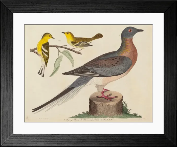 Framed Print : Passenger Pigeon, Blue-mountain Warbler, and Hemlock Warbler, published 1808-1814 Framed Print : Passenger Pigeon, Blue-mountain Warbler, and Hemlock Warbler, published 1808-1814