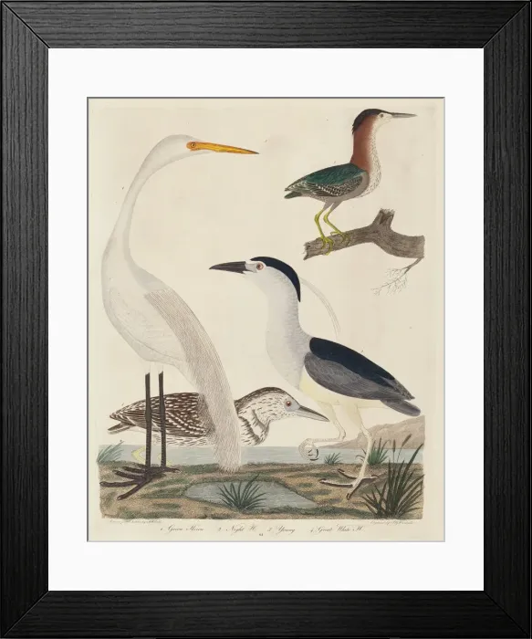 Framed Print : Green Heron, Night Heron, Young Heron, and Great White Heron, published 1808-1814 Framed Print : Green Heron, Night Heron, Young Heron, and Great White Heron, published 1808-1814