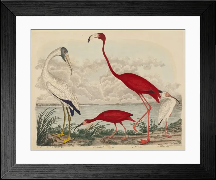 Framed Print : Wood Ibis, Scarlet Ibis, Flamingo, and White Ibis, published 1808-1814. Creator: John G Framed Print : Wood Ibis, Scarlet Ibis, Flamingo, and White Ibis, published 1808-1814. Creator: John G