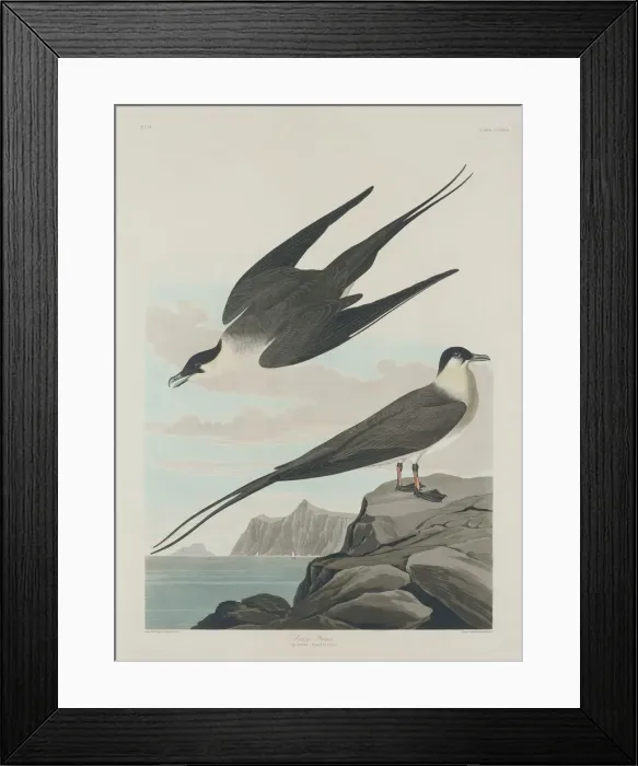 Framed Print : Arctic Jager, 1835. Creator: Robert Havell Framed Print : Arctic Jager, 1835. Creator: Robert Havell