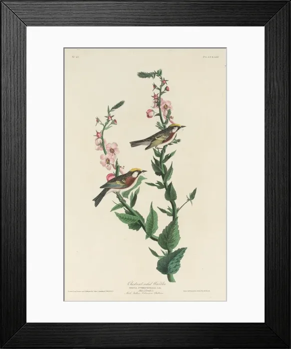 Framed Print : Chestnut-sided Warbler, 1829. Creator: Robert Havell Framed Print : Chestnut-sided Warbler, 1829. Creator: Robert Havell