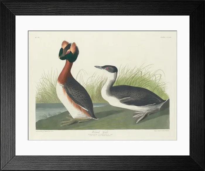 Framed Print : Horned Grebe, 1835. Creator: Robert Havell Framed Print : Horned Grebe, 1835. Creator: Robert Havell