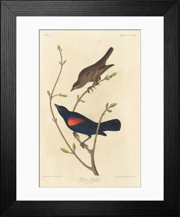 Framed Print : Prairie Starling, 1838. Creator: Robert Havell Framed Print : Prairie Starling, 1838. Creator: Robert Havell