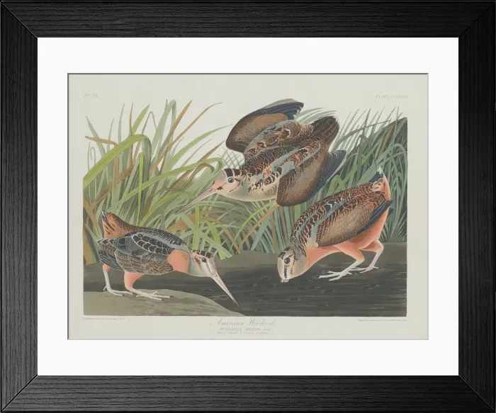 Framed Print : American Woodcock, 1835. Creator: Robert Havell Framed Print : American Woodcock, 1835. Creator: Robert Havell