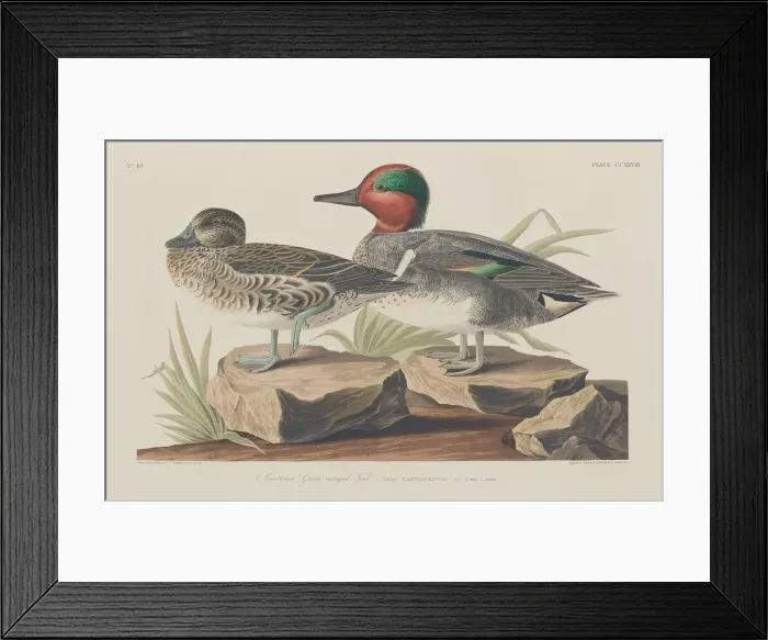 Framed Print : American Green-Winged Teal, 1834. Creator: Robert Havell Framed Print : American Green-Winged Teal, 1834. Creator: Robert Havell