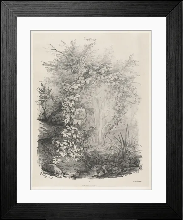 Framed Print : Plants and Ivies by a Stream, 1848 / 1849. Creator: Eugene Blery Framed Print : Plants and Ivies by a Stream, 1848 / 1849. Creator: Eugene Blery