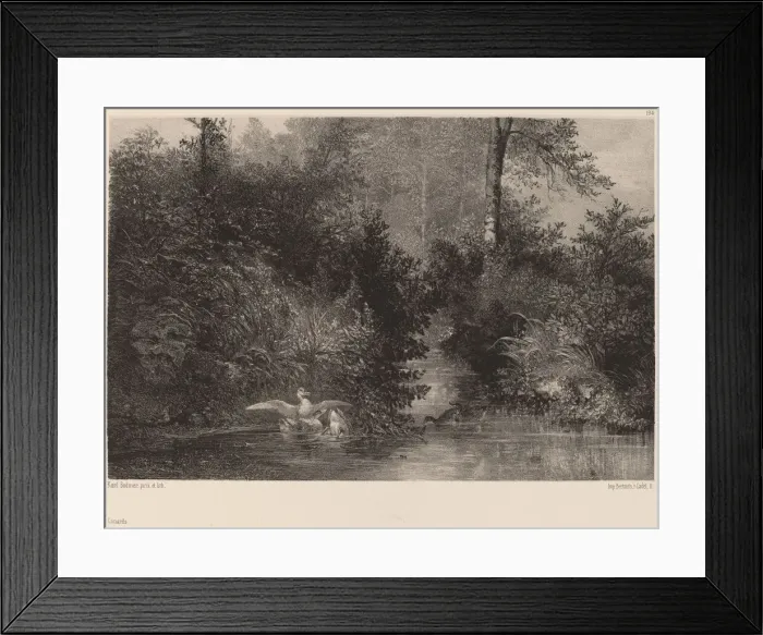 Framed Print : Canards, 1861 / 1866. Creator: Karl Bodmer Framed Print : Canards, 1861 / 1866. Creator: Karl Bodmer