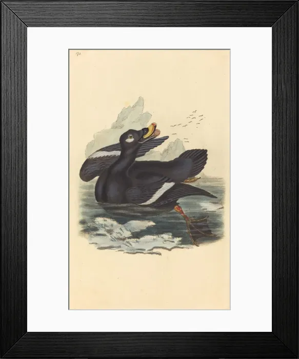 Framed Print : Velvet Duck. Creator: Unknown Framed Print : Velvet Duck. Creator: Unknown