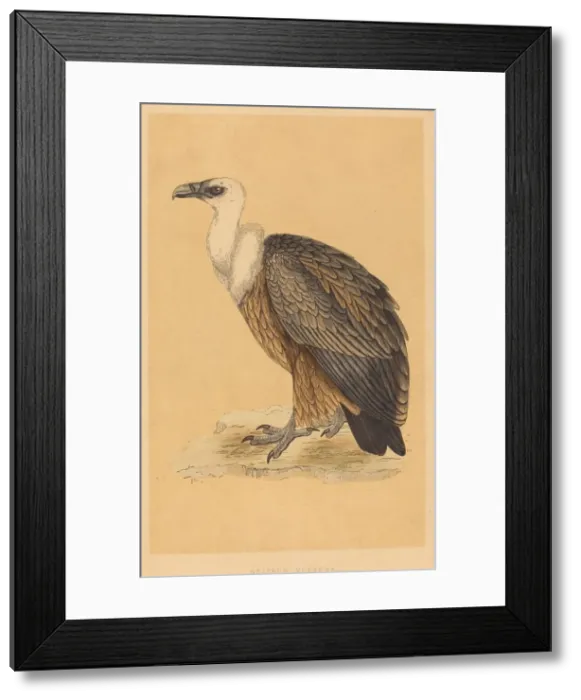 Framed Print : Griffon Vulture. Creator: Unknown Framed Print : Griffon Vulture. Creator: Unknown