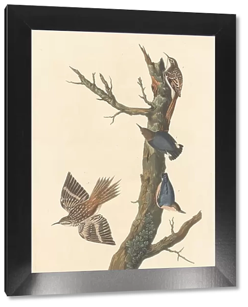 Brown Creeper and Californian Nuthatch, 1838. Creator: Robert Havell