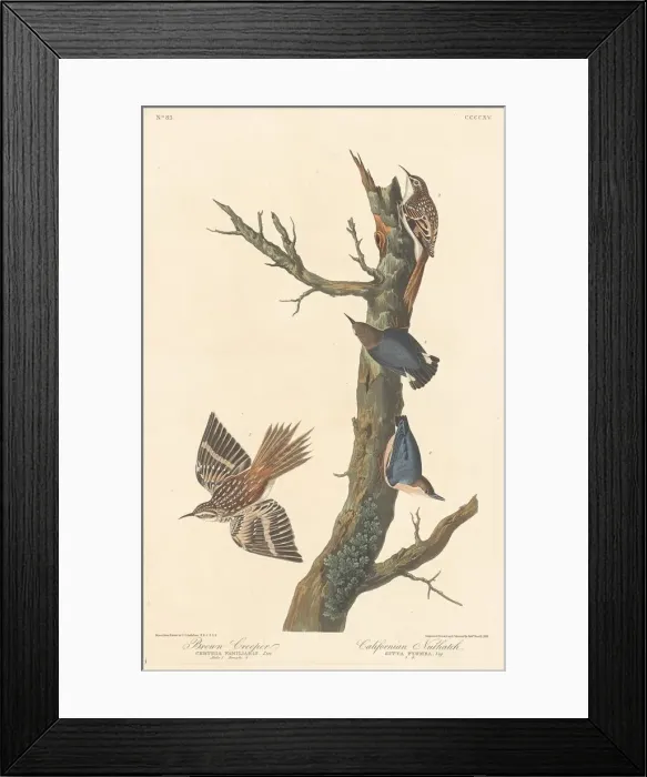 Framed Print : Brown Creeper and Californian Nuthatch, 1838. Creator: Robert Havell Framed Print : Brown Creeper and Californian Nuthatch, 1838. Creator: Robert Havell