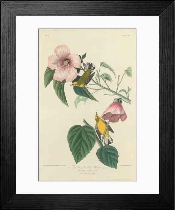 Framed Print : Blue-winged Yellow Warbler, 1827. Creator: Robert Havell Framed Print : Blue-winged Yellow Warbler, 1827. Creator: Robert Havell