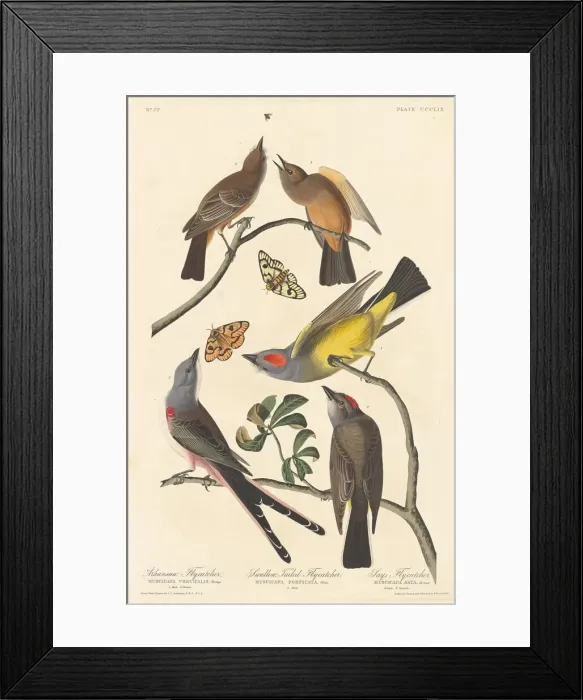 Framed Print : Arkansaw Flycatcher, Swallow-tailed Flycatcher and Says Flycatcher, 1837 Framed Print : Arkansaw Flycatcher, Swallow-tailed Flycatcher and Says Flycatcher, 1837