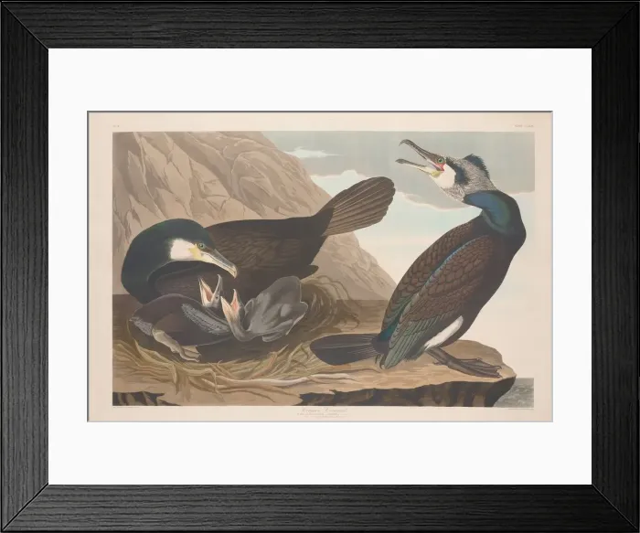 Framed Print : Common Cormorant, 1835. Creator: Robert Havell Framed Print : Common Cormorant, 1835. Creator: Robert Havell
