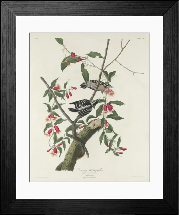 Framed Print : Downy Woodpecker, 1831. Creator: Robert Havell Framed Print : Downy Woodpecker, 1831. Creator: Robert Havell