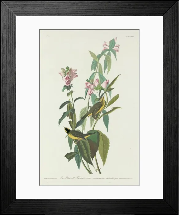 Framed Print : Green Black-Capt Flycatcher, 1831. Creator: Robert Havell Framed Print : Green Black-Capt Flycatcher, 1831. Creator: Robert Havell