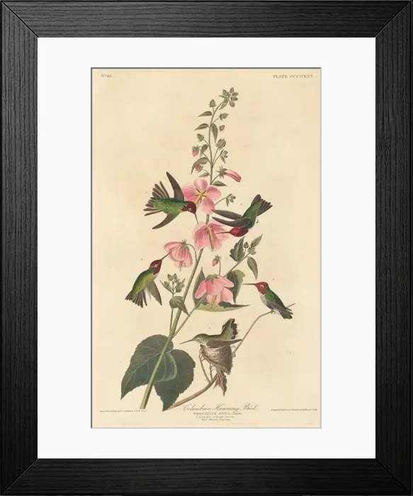 Framed Print : Columbian Humming Bird, 1838. Creator: Robert Havell Framed Print : Columbian Humming Bird, 1838. Creator: Robert Havell
