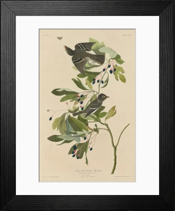 Framed Print : Small Green-Crested Flycatcher, 1832. Creator: Robert Havell Framed Print : Small Green-Crested Flycatcher, 1832. Creator: Robert Havell