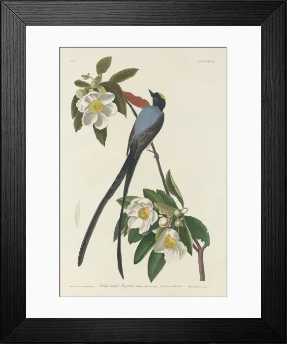 Framed Print : Forked-tail Flycatcher, 1833. Creator: Robert Havell Framed Print : Forked-tail Flycatcher, 1833. Creator: Robert Havell