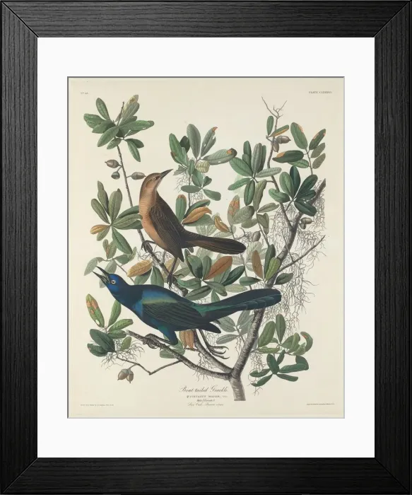 Framed Print : Boat-tailed Grackle, 1834. Creator: Robert Havell Framed Print : Boat-tailed Grackle, 1834. Creator: Robert Havell