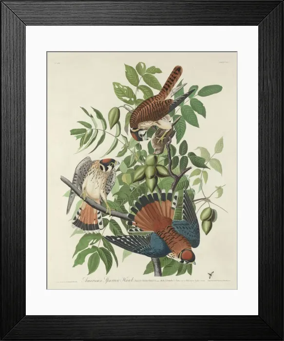 Framed Print : American Sparrow Hawk, 1832. Creator: Robert Havell Framed Print : American Sparrow Hawk, 1832. Creator: Robert Havell