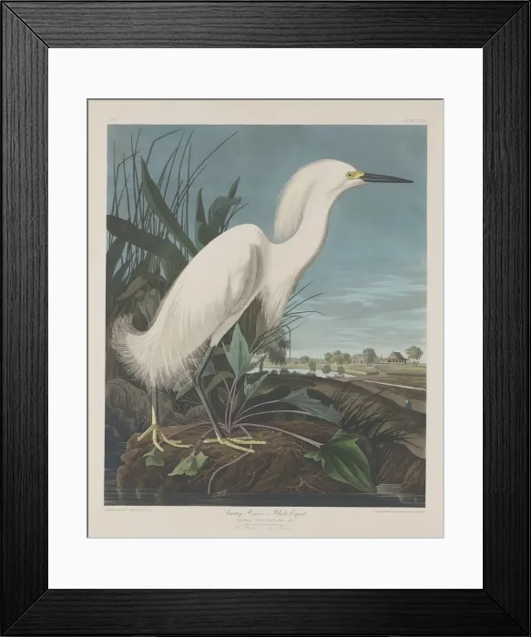Framed Print : Snowy Heron, or White Egret, 1835. Creator: Robert Havell Framed Print : Snowy Heron, or White Egret, 1835. Creator: Robert Havell