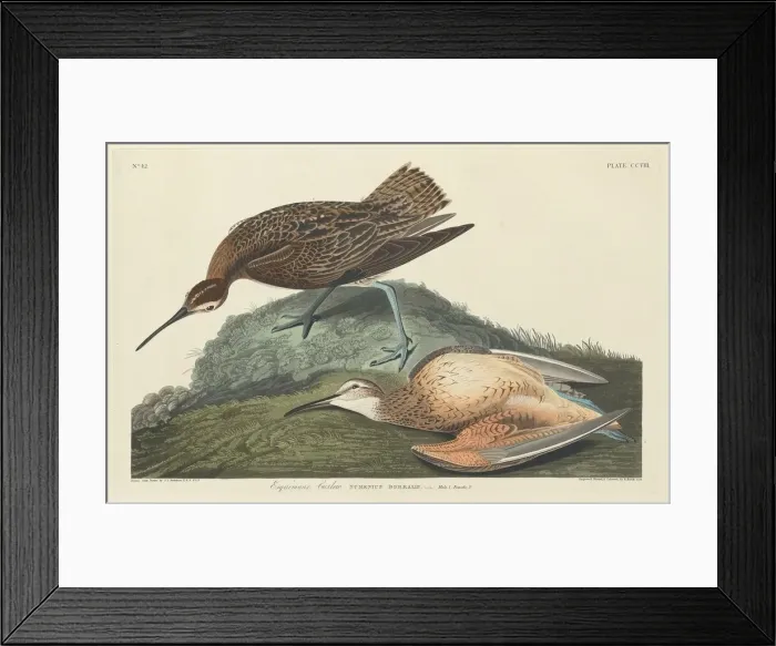 Framed Print : Esquimaux Curlew, 1834. Creator: Robert Havell Framed Print : Esquimaux Curlew, 1834. Creator: Robert Havell