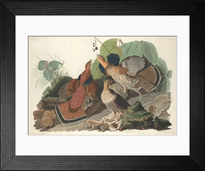 Framed Print : Ruffed Grouse, 1828. Creator: Robert Havell Framed Print : Ruffed Grouse, 1828. Creator: Robert Havell