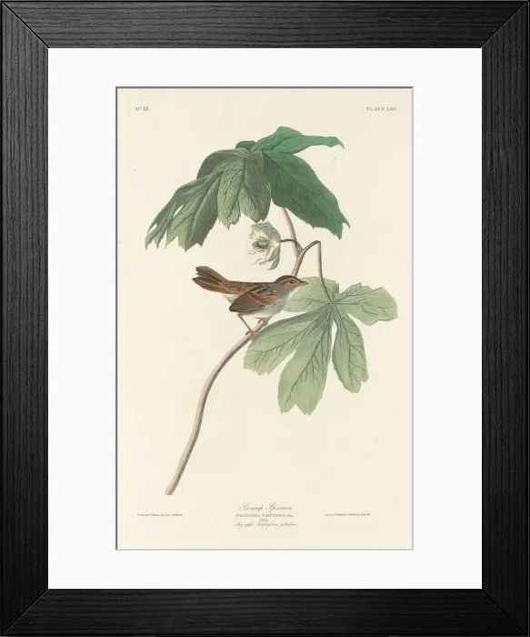 Framed Print : Swamp Sparrow, 1829. Creator: Robert Havell Framed Print : Swamp Sparrow, 1829. Creator: Robert Havell
