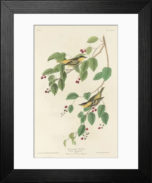 Framed Print : Carbonated Warbler, 1829. Creator: Robert Havell Framed Print : Carbonated Warbler, 1829. Creator: Robert Havell