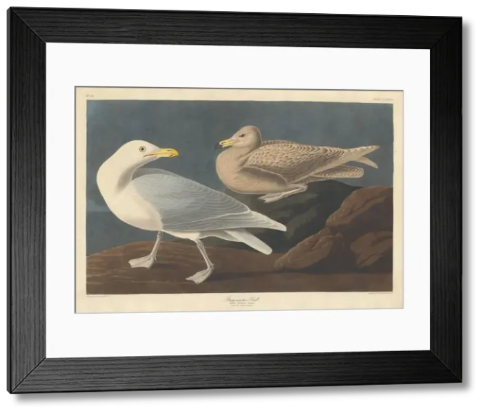Framed Print : Burgomaster Gull, 1837. Creator: Robert Havell Framed Print : Burgomaster Gull, 1837. Creator: Robert Havell