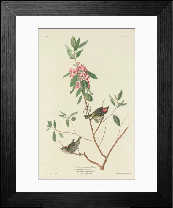 Framed Print : Ruby-crowned Wren, 1834. Creator: Robert Havell Framed Print : Ruby-crowned Wren, 1834. Creator: Robert Havell