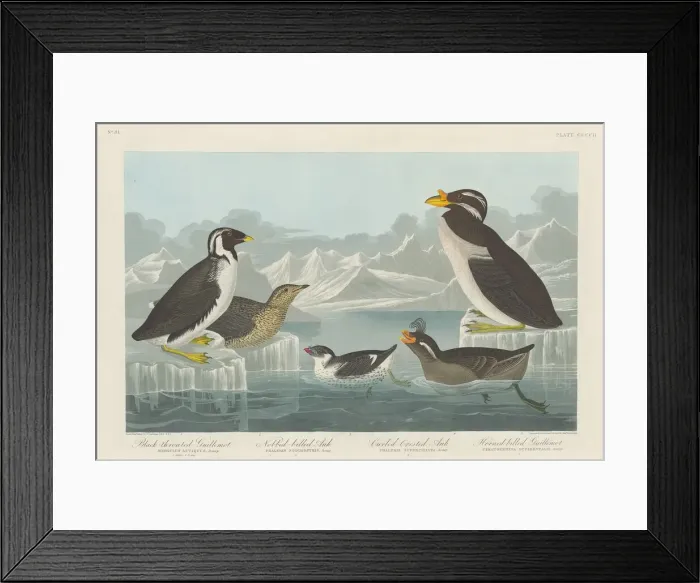 Framed Print : Black-throated Guillemot, Nobbed-billed Auk, Curled-Crested Auk and Horned-billed Framed Print : Black-throated Guillemot, Nobbed-billed Auk, Curled-Crested Auk and Horned-billed