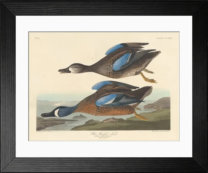 Framed Print : Blue-winged Teal, 1836. Creator: Robert Havell Framed Print : Blue-winged Teal, 1836. Creator: Robert Havell