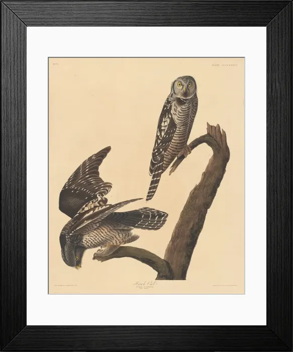 Framed Print : Hawk Owl, 1837. Creator: Robert Havell Framed Print : Hawk Owl, 1837. Creator: Robert Havell