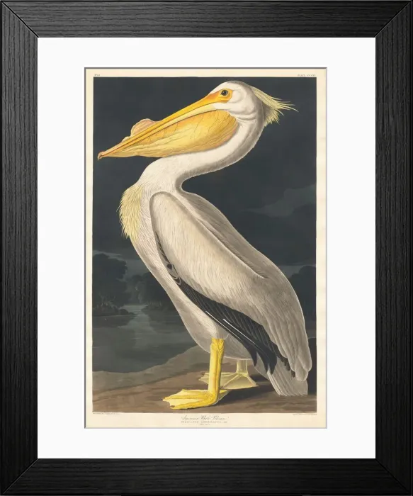 Framed Print : American White Pelican, 1836. Creator: Robert Havell Framed Print : American White Pelican, 1836. Creator: Robert Havell