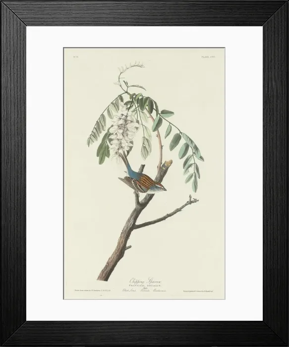 Framed Print : Chipping Sparrow, 1831. Creator: Robert Havell Framed Print : Chipping Sparrow, 1831. Creator: Robert Havell