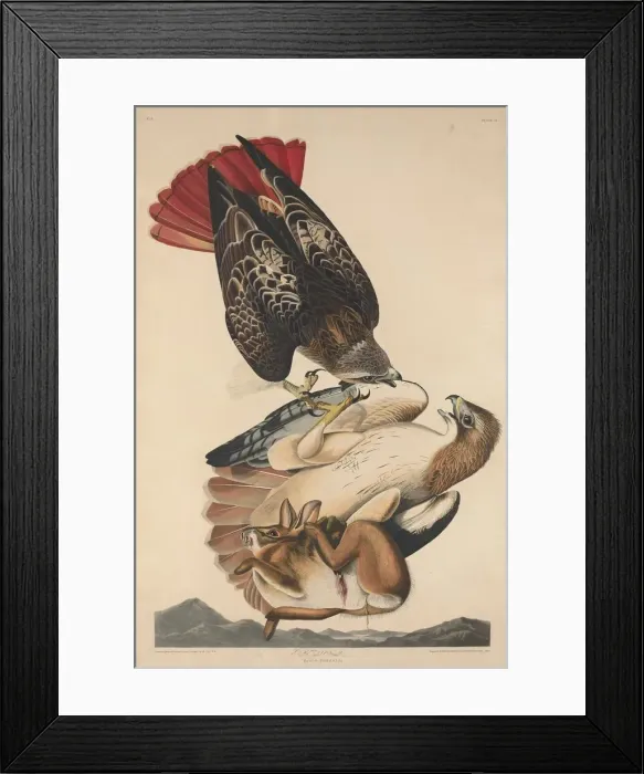 Framed Print : Red Tailed Hawk, 1829. Creator: Robert Havell Framed Print : Red Tailed Hawk, 1829. Creator: Robert Havell
