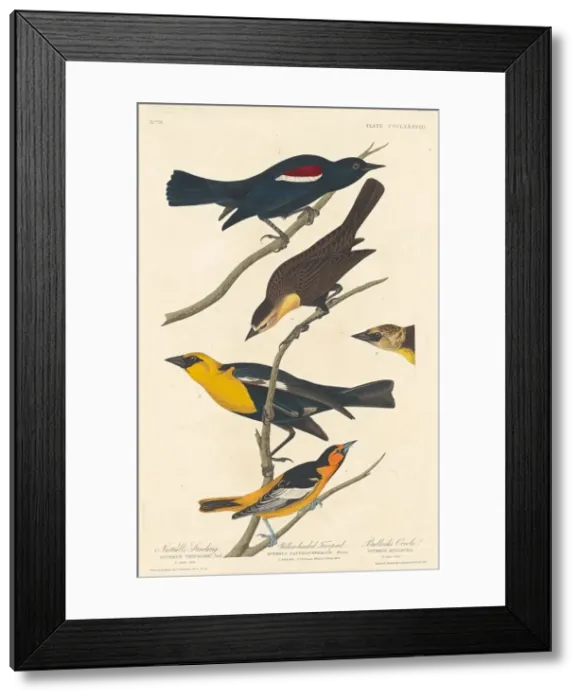 Framed Print : Nuttalls Starling, Yellow-headed Troopial and Bullocks Oriole, 1837