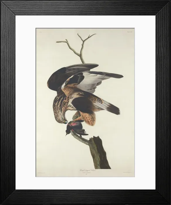 Framed Print : Rough-legged Falcon, 1833. Creator: Robert Havell Framed Print : Rough-legged Falcon, 1833. Creator: Robert Havell