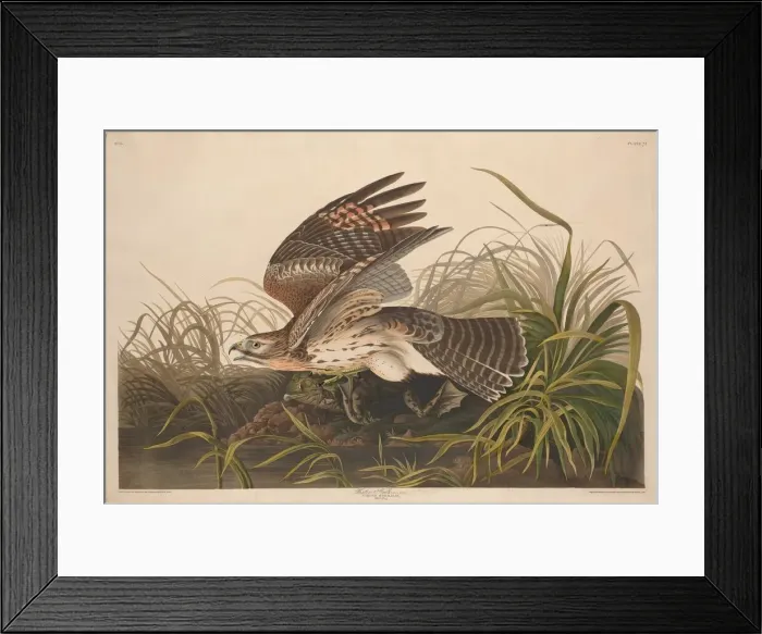 Framed Print : Winter Hawk, 1829. Creator: Robert Havell Framed Print : Winter Hawk, 1829. Creator: Robert Havell