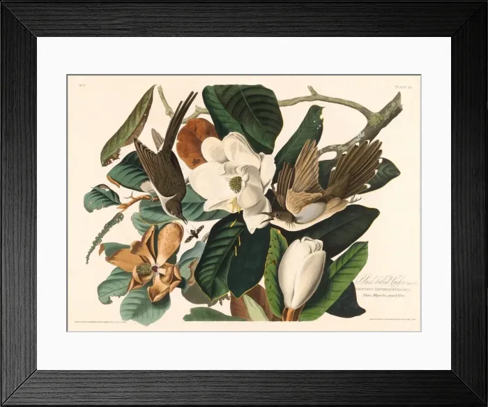 Framed Print : Black-billed Cuckoo, 1828. Creator: Robert Havell Framed Print : Black-billed Cuckoo, 1828. Creator: Robert Havell