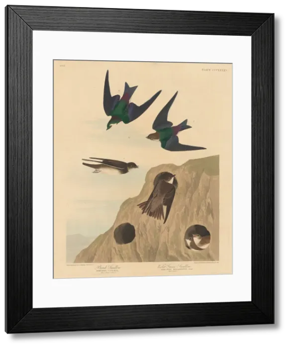 Framed Print : Bank Swallow and Violet-green Swallow, 1837. Creator: Robert Havell Framed Print : Bank Swallow and Violet-green Swallow, 1837. Creator: Robert Havell