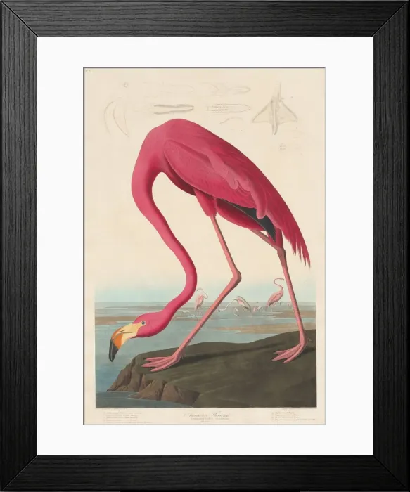 Framed Print : American Flamingo, 1838. Creator: Robert Havell Framed Print : American Flamingo, 1838. Creator: Robert Havell