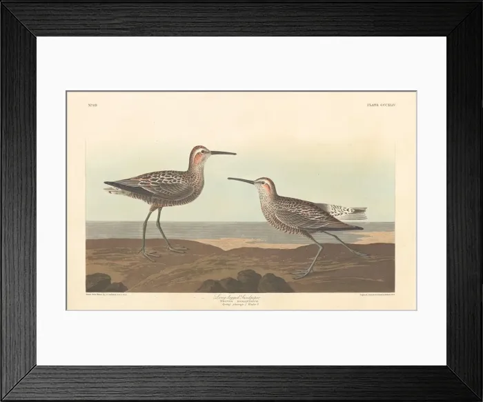 Framed Print : Long-legged Sandpiper, 1836. Creator: Robert Havell Framed Print : Long-legged Sandpiper, 1836. Creator: Robert Havell