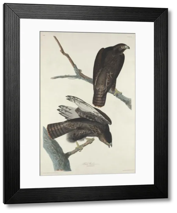 Framed Print : Black Warrior, 1830. Creator: Robert Havell Framed Print : Black Warrior, 1830. Creator: Robert Havell