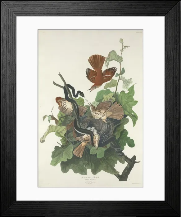 Framed Print : Ferruginous Thrush, 1831. Creator: Robert Havell Framed Print : Ferruginous Thrush, 1831. Creator: Robert Havell