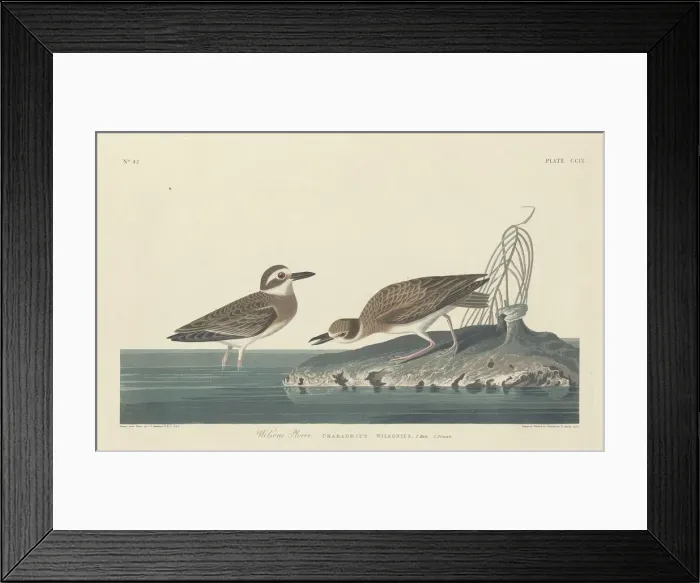 Framed Print : Wilsons Plover, 1834. Creator: Robert Havell Framed Print : Wilsons Plover, 1834. Creator: Robert Havell