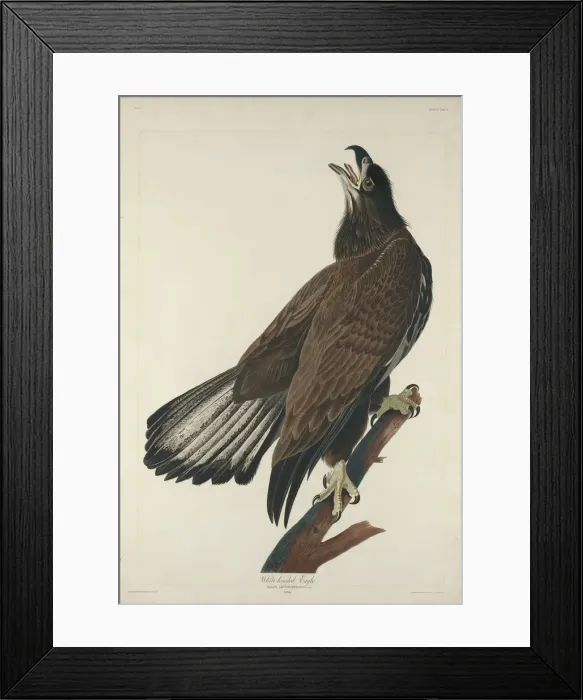 Framed Print : White-Headed Eagle, 1832. Creator: Robert Havell Framed Print : White-Headed Eagle, 1832. Creator: Robert Havell