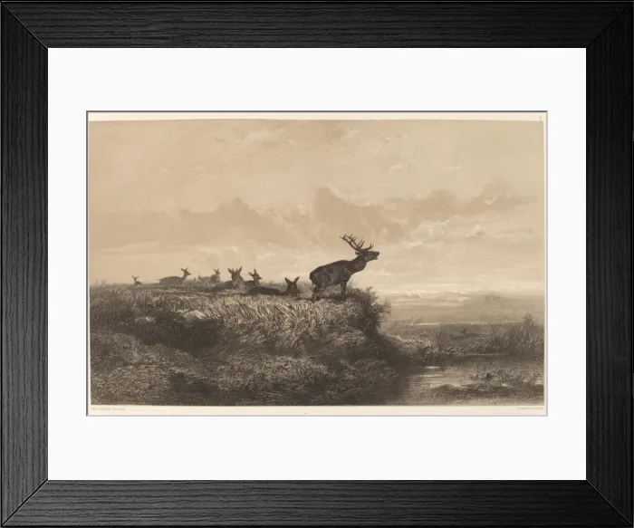 Framed Print : Le Matin. Cerf et Biches. Creator: Karl Bodmer Framed Print : Le Matin. Cerf et Biches. Creator: Karl Bodmer
